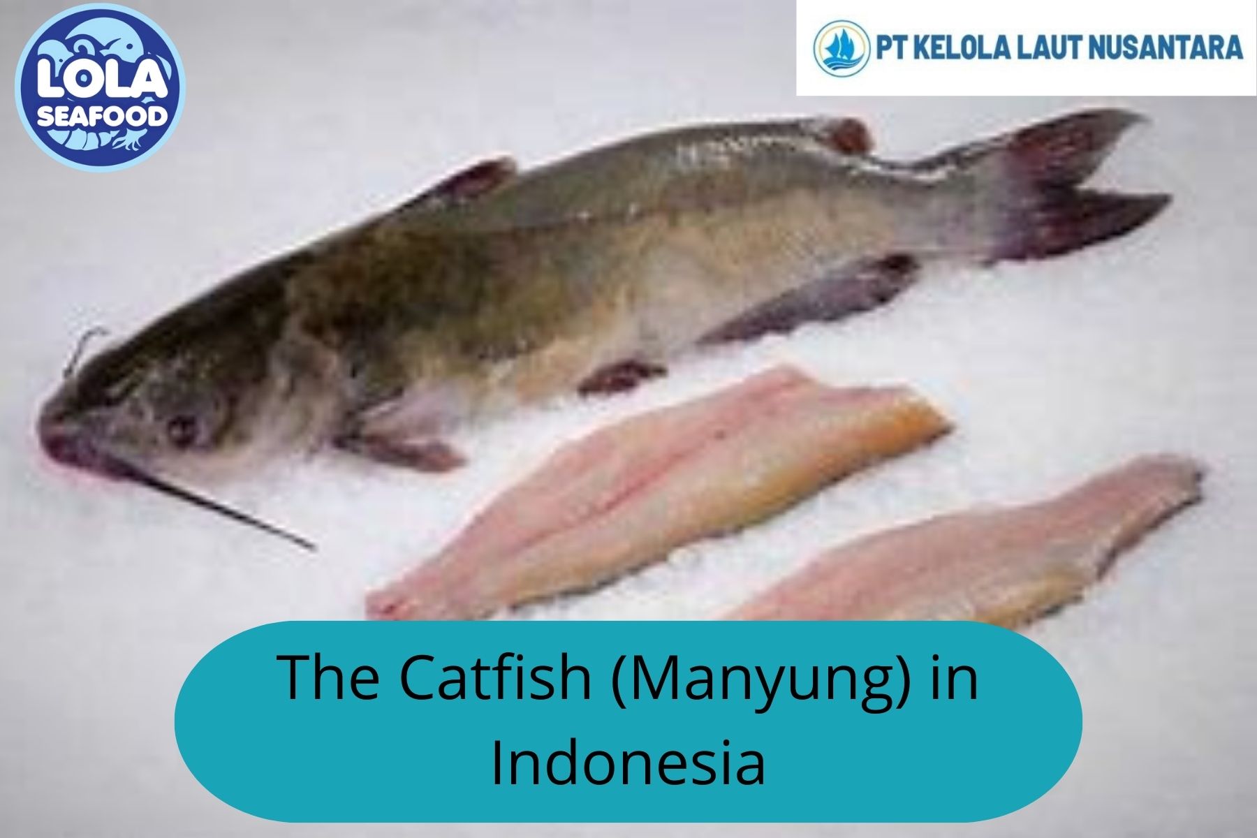 Here are the Catfish (Manyung) in Indonesia: A Culinary and Economic Treasure